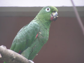 Фото Желтоклювый ямайский амазон