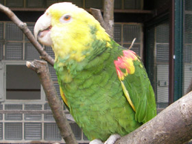 Смотреть фото Большой желтоголовый амазон Фото Большой желтоголовый амазон