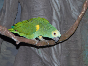 Смотреть фото Большой желтоголовый амазон Фото Большой желтоголовый амазон