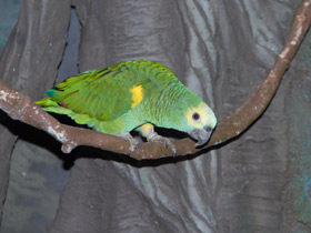 Смотреть фото Желтолобый амазон Фото Желтолобый амазон