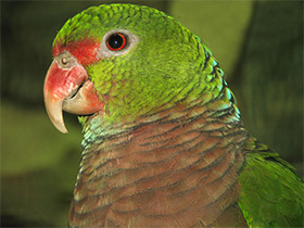 Смотреть фото Винногрудый амазон Фото Винногрудый амазон