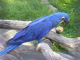 Гиацинтовый ара Гиацинтовый ара