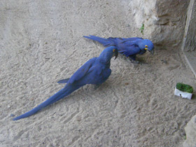 Смотреть фото Гиацинтовый ара Фото Гиацинтовый ара