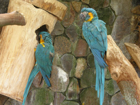 Смотреть фото Синегорлый ара Фото Синегорлый ара