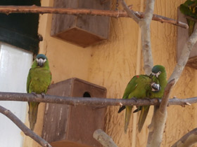 Смотреть фото Карликовый ара Фото Карликовый ара