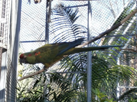 Смотреть фото Красноухий ара Фото Красноухий ара