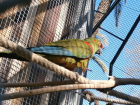 Смотреть фото Красноухий ара Фото Красноухий ара