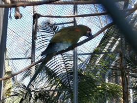 Смотреть фото Красноухий ара Фото Красноухий ара