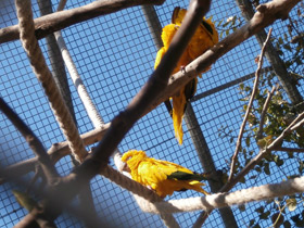 Смотреть фото Золотая аратинга Фото Золотая аратинга