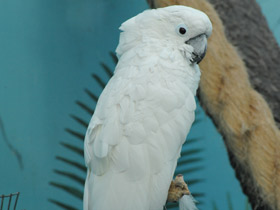 Смотреть фото Большой белый какаду Фото Большой белый какаду