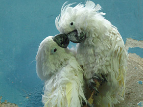 Большой белый какаду Большой белый какаду