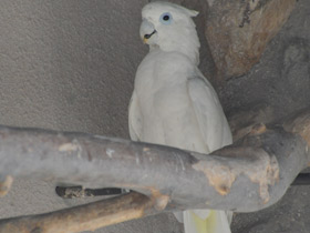 Смотреть фото Соломонский какаду Фото Соломонский какаду