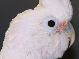 Смотреть фото Какаду Гоффина Фото Какаду Гоффина