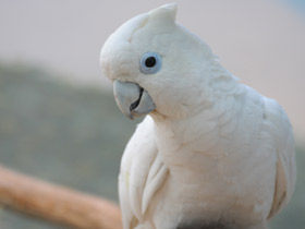 Смотреть фото Гологлазый какаду Фото Гологлазый какаду