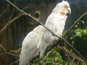 Смотреть фото Носатый какаду Фото Носатый какаду