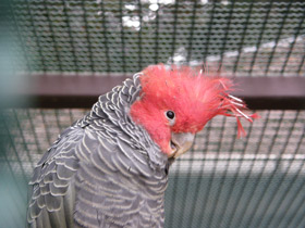 Смотреть фото Шлемоносный какаду Фото Шлемоносный какаду