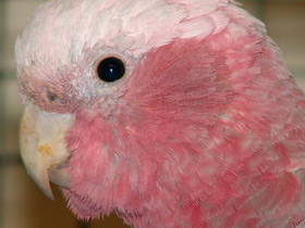 Фото Розовый какаду