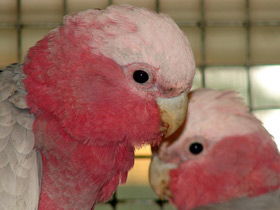 Фото Розовый какаду