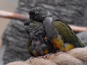 Смотреть фото Скалистый попугай Фото Скалистый попугай