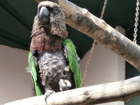 Фото Веерный попугай