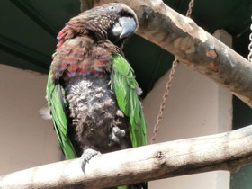 Фото Веерный попугай