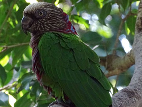 Фото Веерный попугай