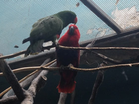 Смотреть фото Благородный зелёно-красный попугай Фото Благородный зелёно-красный попугай