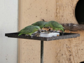 Смотреть фото Короткохвостый попугай Фото Короткохвостый попугай