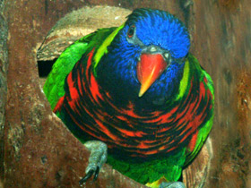 Смотреть фото Многоцветный лорикет Фото Многоцветный лорикет