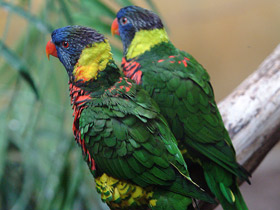 Смотреть фото Многоцветный лорикет Фото Многоцветный лорикет