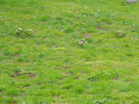 Смотреть фото Калита Фото Калита