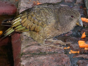 Смотреть фото Кеа Фото Кеа