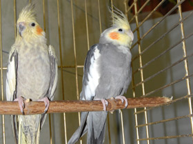 Смотреть фото Корелла Фото Корелла