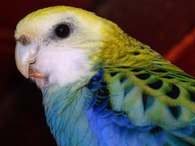 Смотреть фото Бледноголовая розелла Фото Бледноголовая розелла