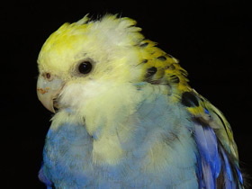 Смотреть фото Бледноголовая розелла Фото Бледноголовая розелла