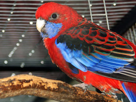 Смотреть фото Красная розелла Фото Красная розелла