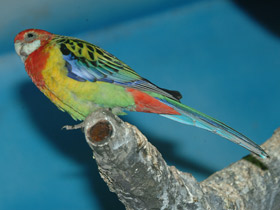 Смотреть фото Обыкновенная розелла Фото Обыкновенная розелла