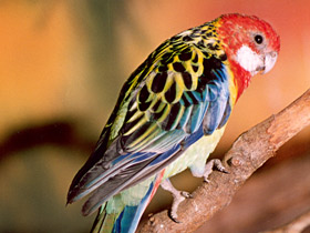 Обыкновенная розелла Обыкновенная розелла