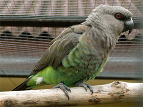 Смотреть фото Красногрудый длиннокрылый попугай Фото Красногрудый длиннокрылый попугай