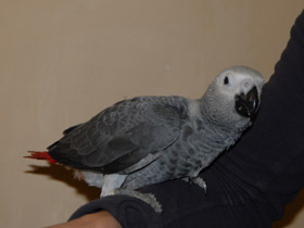 Смотреть фото Жако Фото Жако