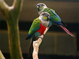 Смотреть фото Жемчужный краснохвостый попугай Фото Жемчужный краснохвостый попугай