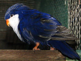 Фото Синий лори-отшельник