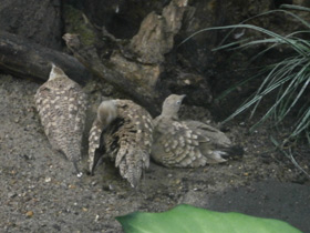 Смотреть фото Рыжебрюхий рябок Фото Рыжебрюхий рябок