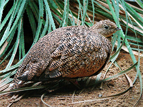 Смотреть фото Чернобрюхий рябок Фото Чернобрюхий рябок