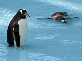 Фото Папуанский пингвин