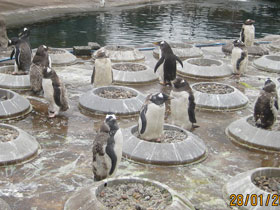 Фото Папуанский пингвин