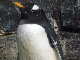 Фото Папуанский пингвин