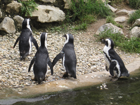 Смотреть фото Очковый пингвин Фото Очковый пингвин