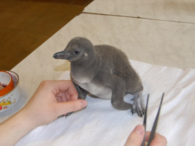 Смотреть фото Пингвин Гумбольдта Фото Пингвин Гумбольдта