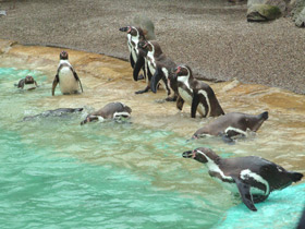 Пингвин Гумбольдта Пингвин Гумбольдта